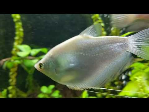 download lagu mp3 mp4 Moonlight Gourami, download lagu Moonlight Gourami gratis, unduh video klip Moonlight Gourami