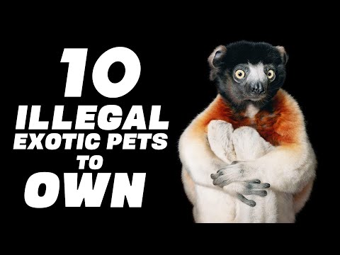 The 10 ILLEGAL Exotic Pets