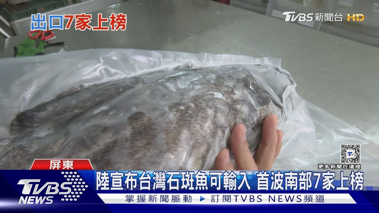大禮包嗎?選前20多天陸宣布石斑魚可輸入 南部7家獲准