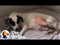 Mama Rescue Dog Gives Birth To SO Many Puppies The Dodo
