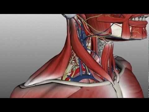 Neck Anatomy - Organisation of the Neck - Part 2