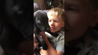 Video preview image #1 Labrador Retriever Puppy For Sale in MONROE, GA, USA