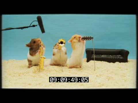 The Three Burrito's Clever Hamster Audition - Take 1