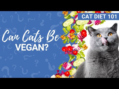 CAT DIET 101: Can Cats Be Vegan? (scientific research & vet answer) | Excited Cats