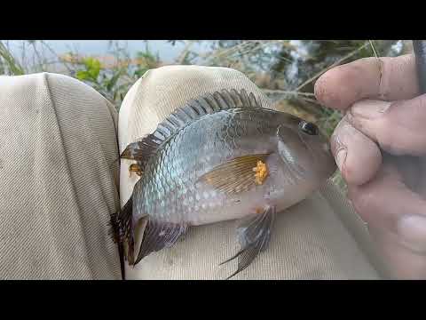  É acara para todo lado aí é só jogar a  linha 