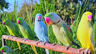 Beautiful Parrot Video