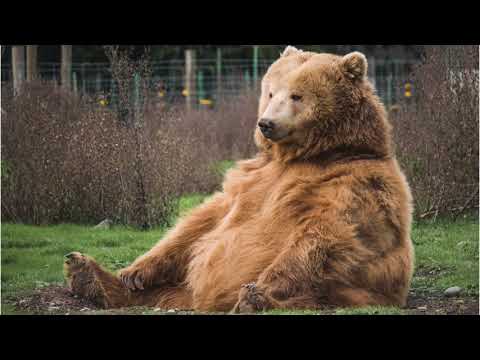Lazy Bear by Neugasimov ABRSM Grade 2 B:3 2019-2020