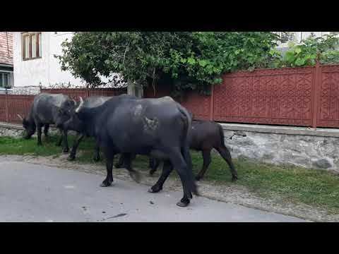 Bivoli în drum spre casă