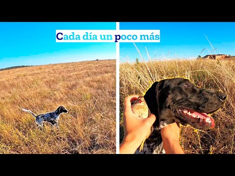 Codornices de contrapasa 💥¡𝐋𝐚 𝐢𝐥𝐮𝐬𝐢ó𝐧 𝐝𝐞 𝐭𝐨𝐝𝐨𝐬 los cazadores de menor!💥