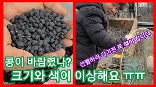 콩아 바람폈니? 청자5호 서리태콩(속청)심었는데 크기와 색이 이상해 ㅠㅠ 콩선별 전 꼭 해야 할것은?