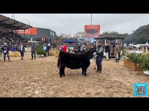 Jura de la raza Angus en la Rural de Palermo