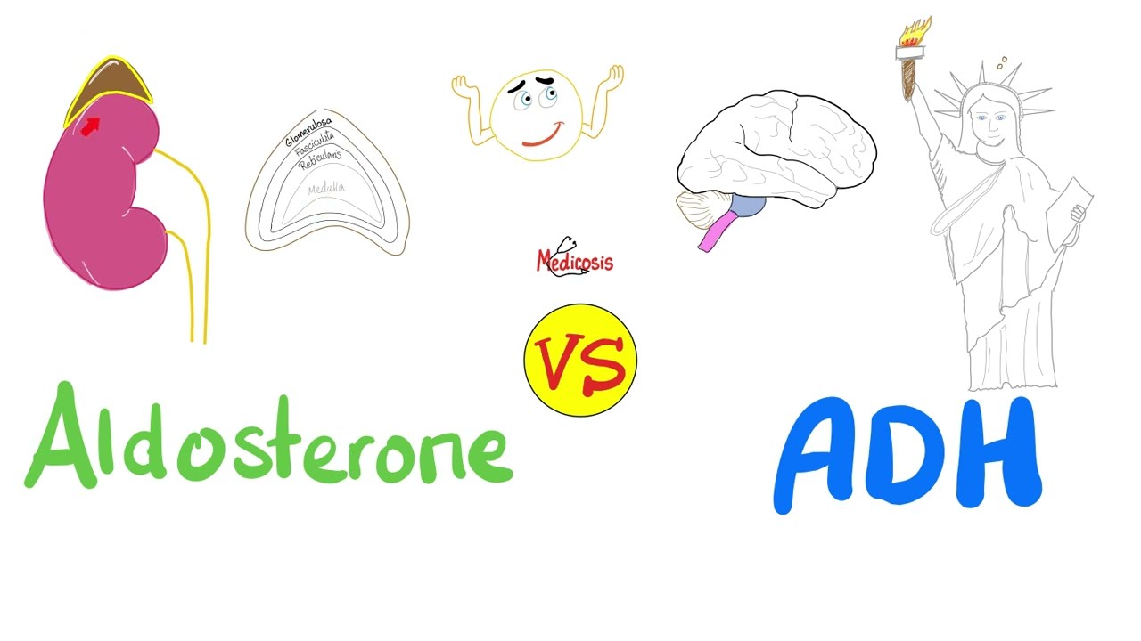 Aldosterone vs Antidiuretic Hormone (ADH) — Na, H2O — Kidney Physiology Series
