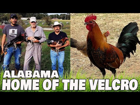 ALABAMA !! Home Of The Velcro SNEAD FARM | Beautiful Birds Farm Visit
