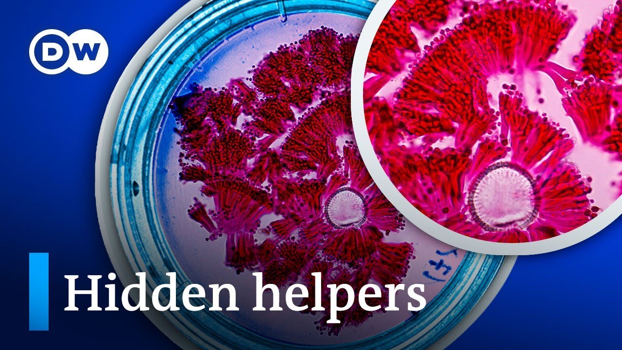 How microbes are the answer to healthy soil