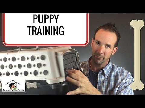 Dog Kennel Training Vs Crate Vs Do I Worry About It?  [Part 1]