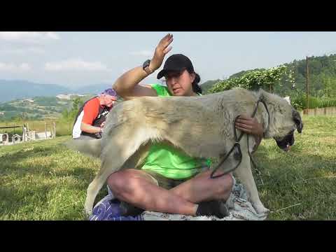 Munira – junge Hündin mit Format!