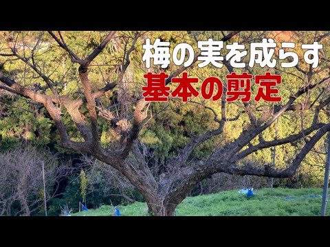 【世界一わかりやすい】梅農家が沢山実をならす剪定方法をお伝えします！