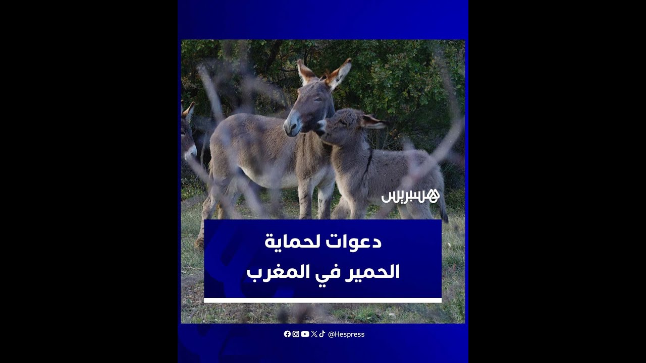 تريد ”شراء كل حمير كوكب الأرض“.. الصين تترقب توقف الاتحاد الإفريقي والبرازيل عن تصدير الحمير إليها thumbnail