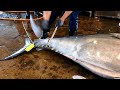485 kg Super-Giant Bluefin Tuna 3 minutes Fluency Cut