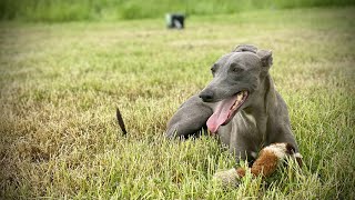 Whippet Catching a Rabbit 🐰 [Lure]