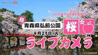 🌸桜ライブカメラ🌸青森県弘前公園　2024年4月23日(火)