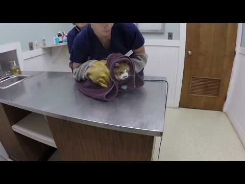 VET VISIT GONE WRONG!!!  Cat Attacks Veterinarian