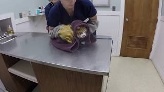 VET VISIT GONE WRONG!!!  cat attacks veterinarian