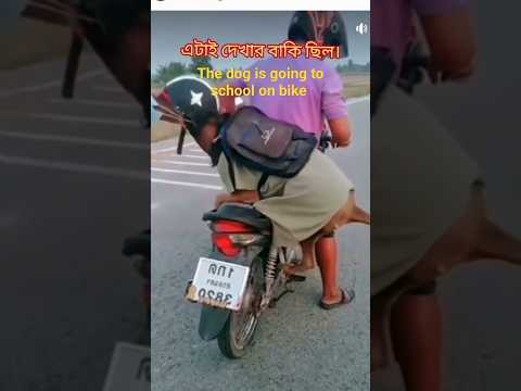 the educated Dogs #educate #dogs #viral #shorts #video