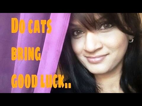 ARE CATS GOOD LUCK- CAT FENGSHUI