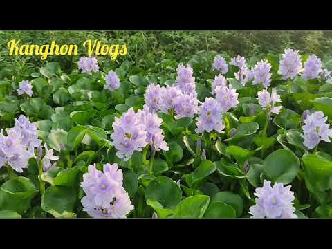 Mirtika...🌺🌻🌹🌷