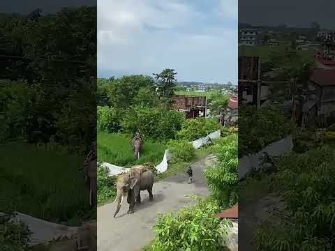 Tiger Dart On Rapti