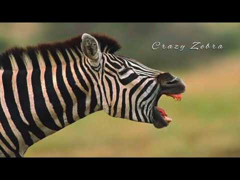 Crazy zebra sounds .