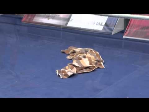 WSB Season VI Week 11 Punch of the week