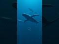 Singing Whales