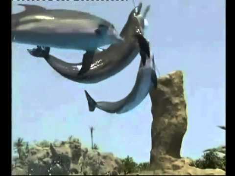 Gordenacama-Dolphins Forever