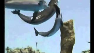 Gordenacama-Dolphins Forever