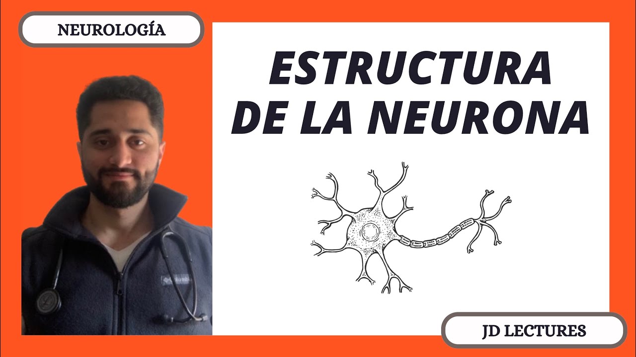 ESTRUCTURA DE LA NEURONA | NEUROLOGÍA