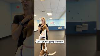Does your dog jumps like this? Here is how to fix it! #doglove #dogtraining