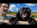 Just Another Normal Day With Luna The Panther