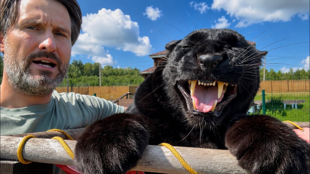 Just Another Normal Day… With Luna the Panther 😺