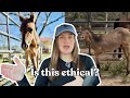 Can a Horse Live on 3 Legs?