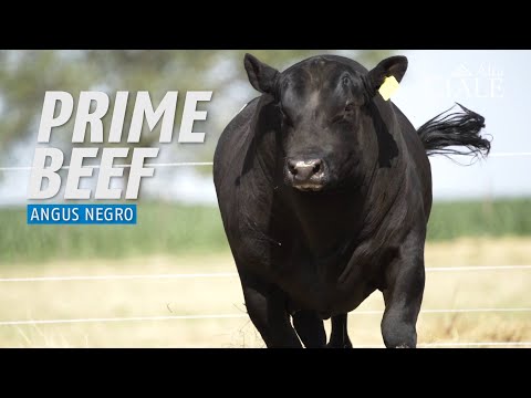 CIALE Alta- 💥 𝑻𝑶𝑹𝑶 𝑷𝑹𝑰𝑴𝑬 𝑩𝑬𝑬𝑭 💥 Angus Negro