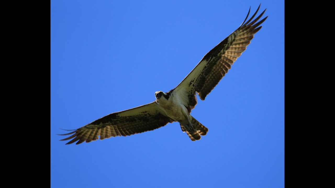 Телеконвертер Canon Extender EF 1.4x III