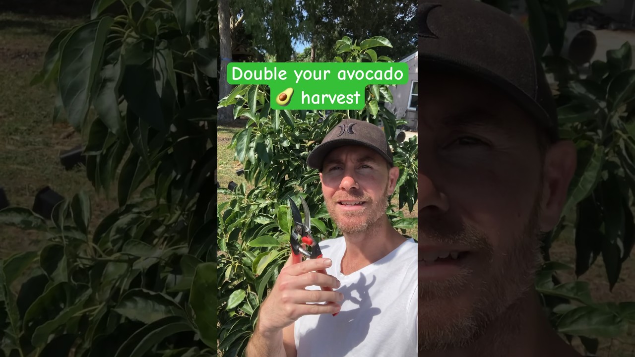 MASSIVELY Increase Your Avocado 🥑 HARVEST! 🔥 #gardeningtips #avocado #fruittrees #garden #growfood