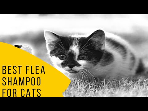 Best Flea Shampoo for Cats
