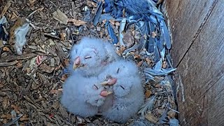 Fluffy Owlets Cuddle Up During Daytime Brooding Break At Barred Owl Nest – April 8, 2024