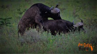 Buffaloes leave the herd to mate  Buffalo Mating  
