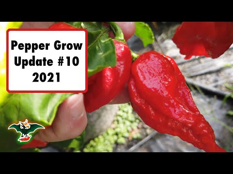 2021 Pepper grow update #10 - 09/19/21
