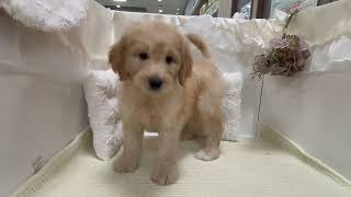 ハーフ犬の動画01