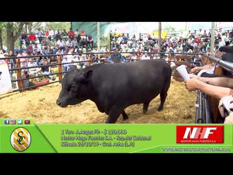 26-10-19 - Venta de Toros A.Angus PP. y PC - Reproductores del Caldenal - NHF. S.A - Gral. Acha